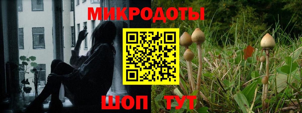 Псилоцибиновые грибы Cubensis Санкт-Петербург
